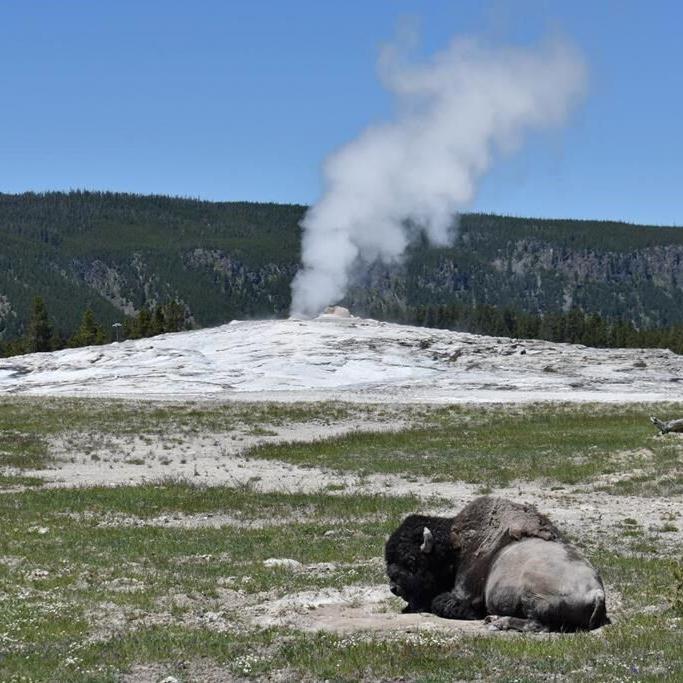 Arizona woman injured in Yellowstone bison attack says 'yes' to boyfriend's hospital proposal